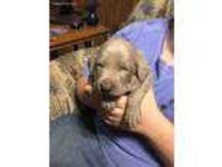 Weimaraner Puppy for sale in Fancy Gap, VA, USA