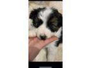 Border Collie Puppy for sale in Jonesboro, AR, USA