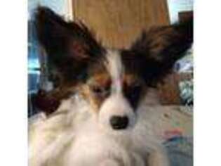 Papillon Puppy for sale in Valrico, FL, USA