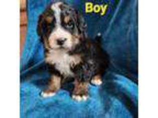 Bernese Mountain Dog Puppy for sale in Beccaria, PA, USA