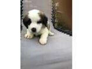 Saint Bernard Puppy for sale in Spanaway, WA, USA