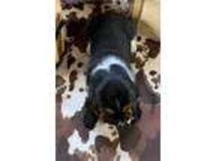 Basset Hound Puppy for sale in Coshocton, OH, USA