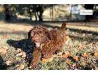 Mutt Puppy for sale in Little Rock, AR, USA