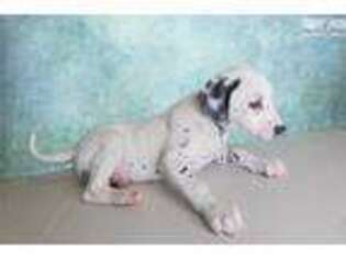 Dalmatian Puppy for sale in Saint George, UT, USA