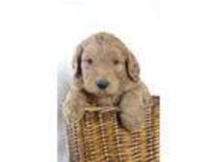 Goldendoodle Puppy for sale in Rome, PA, USA