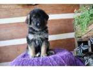 German Shepherd Dog Puppy for sale in Bernville, PA, USA