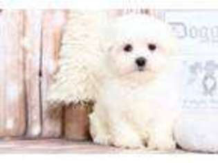 Maltese Puppy for sale in Joppa, MD, USA