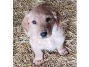 Golden Retriever Puppy for sale in Big Springs, NE, USA
