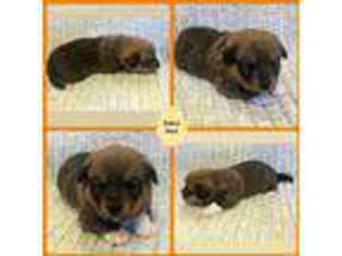 Pembroke Welsh Corgi Puppy for sale in Smiths Grove, KY, USA