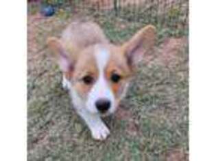 Pembroke Welsh Corgi Puppy for sale in Fort Worth, TX, USA