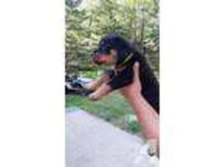 Rottweiler Puppy for sale in WEST BRANCH, MI, USA
