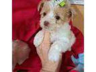 Yorkshire Terrier Puppy for sale in Star City, IN, USA