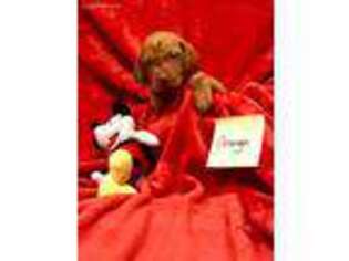Vizsla Puppy for sale in Weatherford, TX, USA