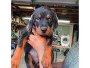 Rottweiler Puppy for sale in Barstow, CA, USA