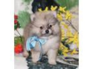 Pomeranian Puppy for sale in Le Grand, CA, USA