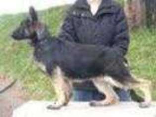 German Shepherd Dog Puppy for sale in WILSONVILLE, OR, USA