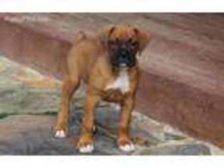 Boxer Puppy for sale in Williamsburg, KY, USA