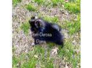 Pomeranian Puppy for sale in Dixon, KY, USA