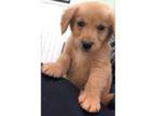 Goldendoodle Puppy for sale in Fair Haven, NJ, USA