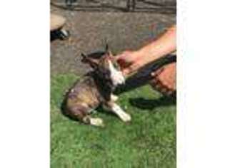 Bull Terrier Puppy for sale in South Gate, CA, USA