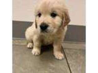 Golden Retriever Puppy for sale in Bethlehem, PA, USA