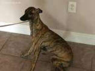 Whippet Puppy for sale in Sarasota, FL, USA