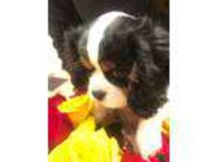 Cavalier King Charles Spaniel Puppy for sale in Aurora, CO, USA