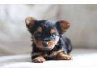 Yorkshire Terrier Puppy for sale in Kennedyville, MD, USA