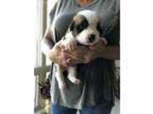 Saint Bernard Puppy for sale in Springfield, IL, USA
