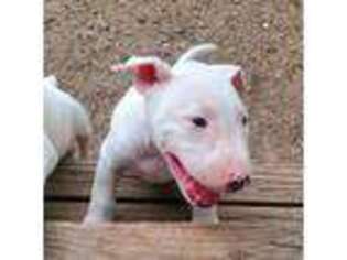 Bull Terrier Puppy for sale in San Antonio, TX, USA