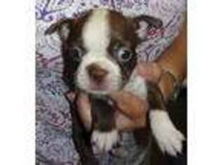 Boston Terrier Puppy for sale in Portland, OR, USA