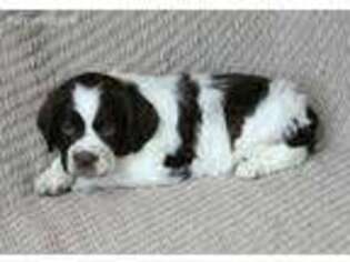 English Springer Spaniel Puppy for sale in Lebanon, PA, USA