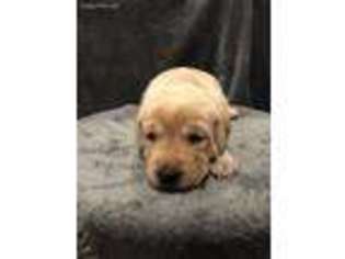 Labrador Retriever Puppy for sale in Oakland, NE, USA