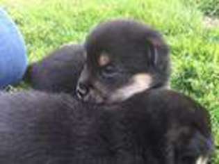 Shiba Inu Puppy for sale in Sodus, NY, USA