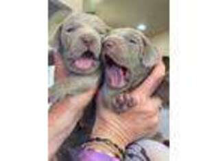 Weimaraner Puppy for sale in Windsor, CO, USA