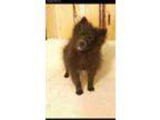 Pomeranian Puppy for sale in Willow, AK, USA