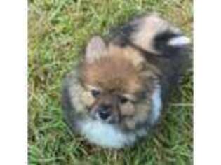 Pomeranian Puppy for sale in Burkesville, KY, USA