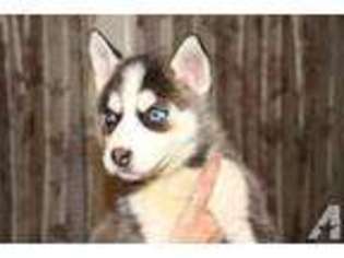 Siberian Husky Puppy for sale in ATASCOSA, TX, USA