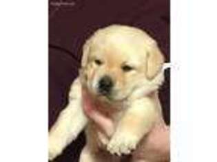 Labrador Retriever Puppy for sale in Wentzville, MO, USA