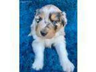 Australian Shepherd Puppy for sale in Flippin, AR, USA
