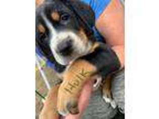 Greater Swiss Mountain Dog Puppy for sale in Holbrook, MA, USA