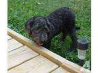 Labradoodle Puppy for sale in SNOW CAMP, NC, USA