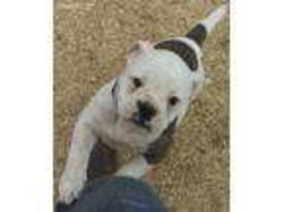 American Bulldog Puppy for sale in Lubbock, TX, USA