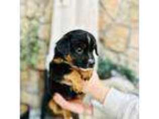 Miniature Australian Shepherd Puppy for sale in Charlestown, IN, USA
