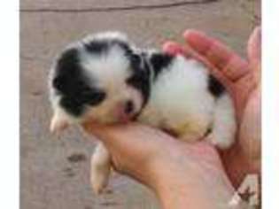 Pomeranian Puppy for sale in ANDERSON, CA, USA