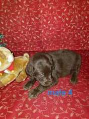 Labradoodle Puppy for sale in Catawba, NC, USA