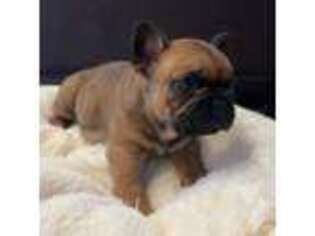 French Bulldog Puppy for sale in Bergen, NY, USA