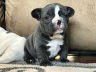 French Bulldog Puppy for sale in Jamul, CA, USA