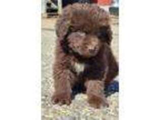 Newfoundland Puppy for sale in Brookfield, MA, USA