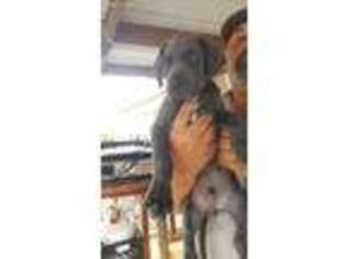 Great Dane Puppy for sale in Early, TX, USA